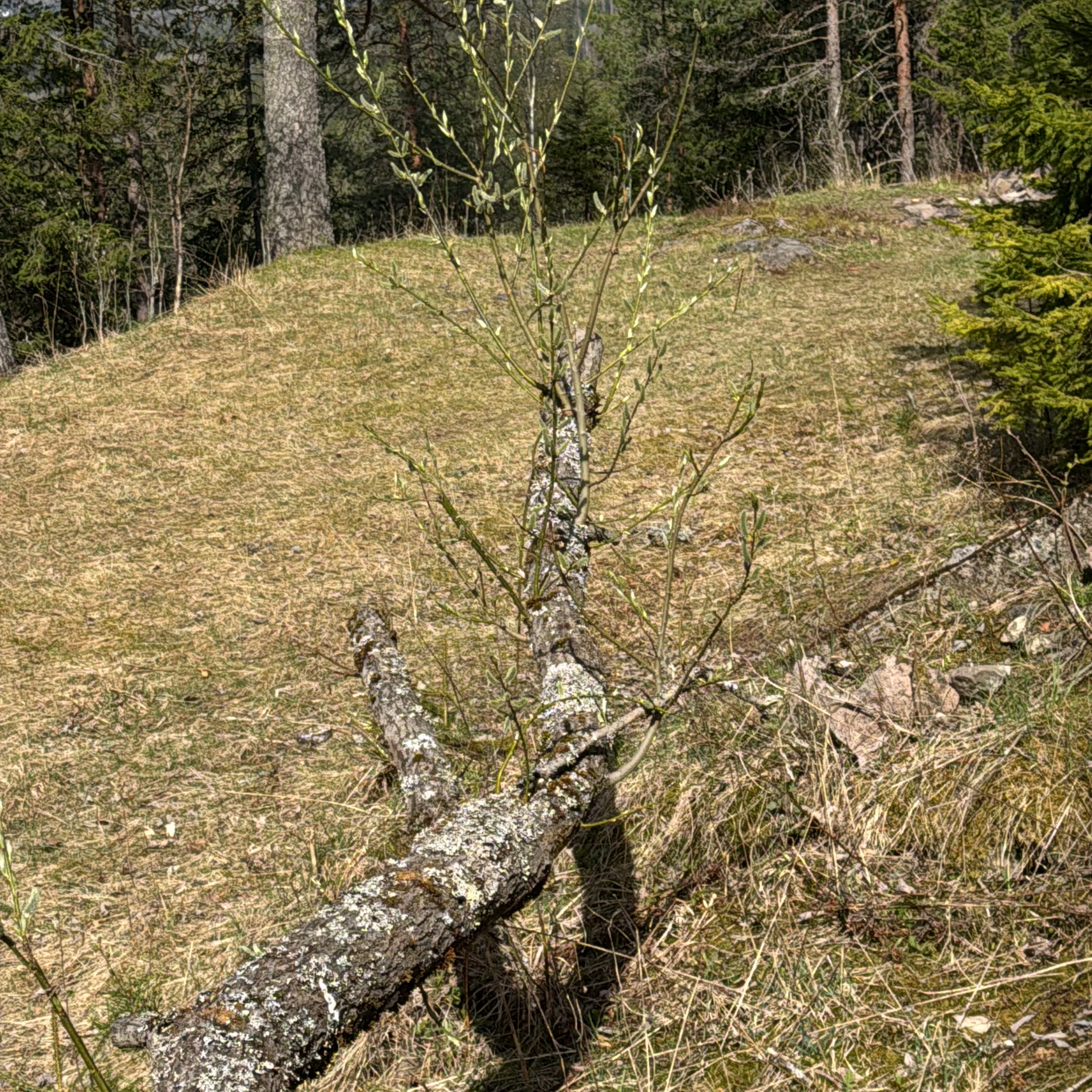 A fallen willow in spring grass by Maridalsvannet, fresh saplings growing along her body