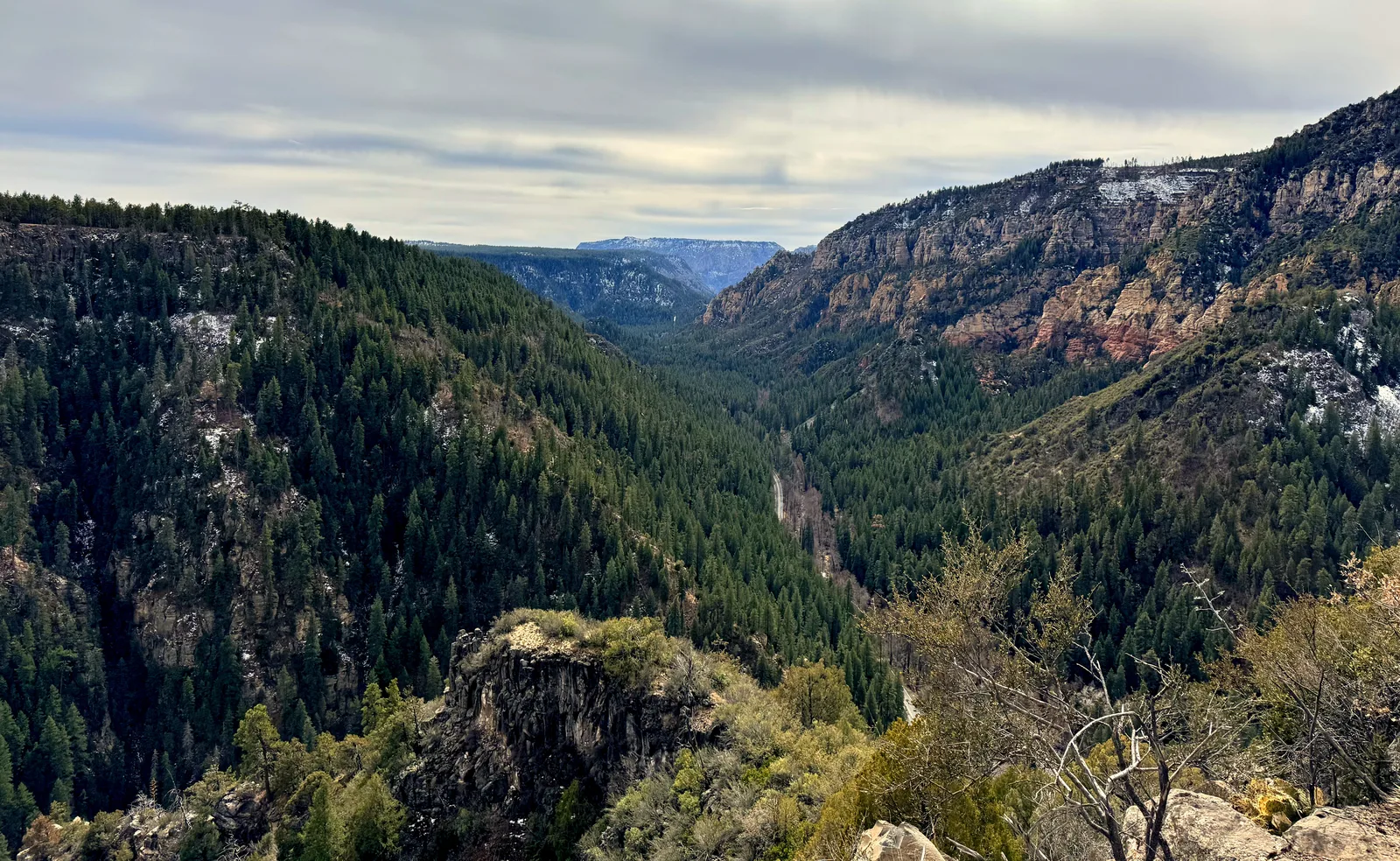 Pine forest canyon — shelter and protection
